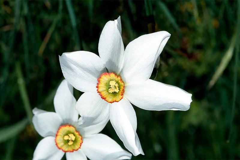 Engleheart Narcissus
