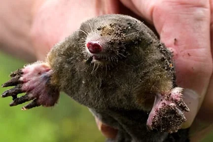 Mole. Image: ©www.gardenworldimages.com