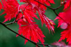 Small garden trees