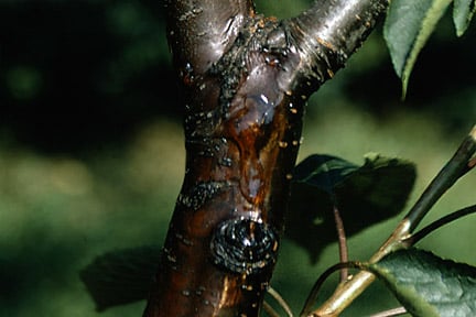Fireblight: Symptoms, Causes & Control | RHS Advice