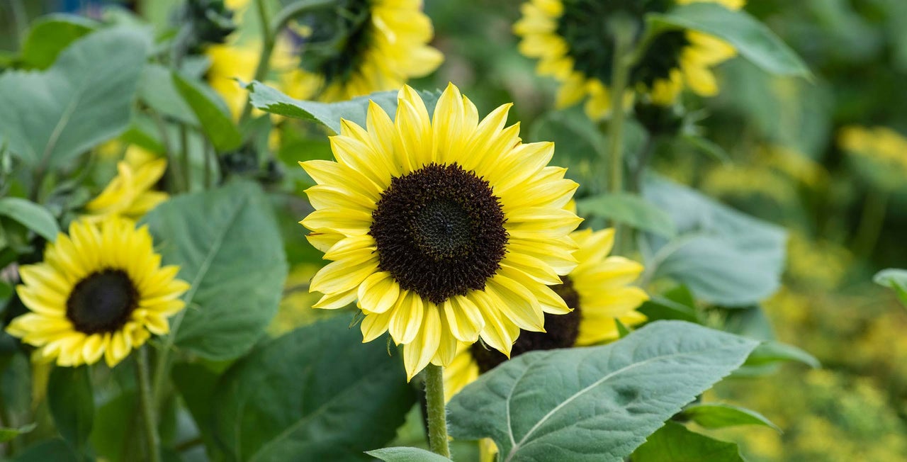 Helianthus