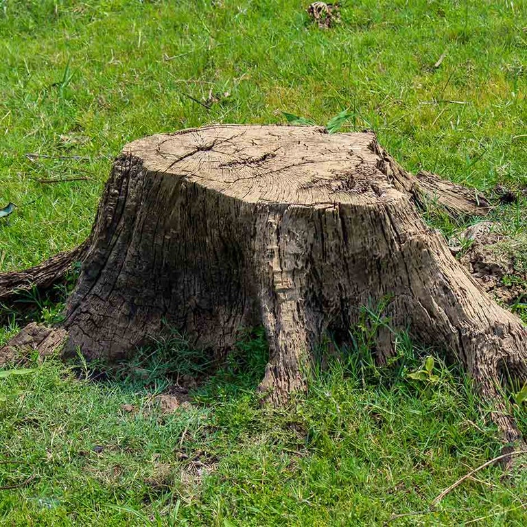 Tree Stim Tree Preservation Orders Explained | RHS Advice