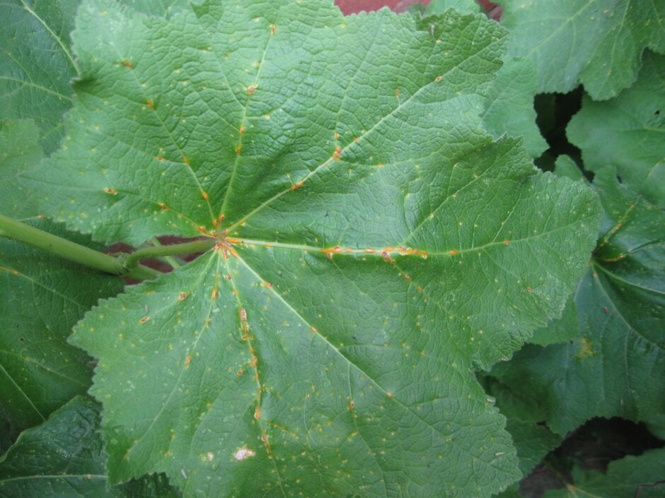 Rust Pustule Rust diseases: Symptoms & Control | RHS Advice