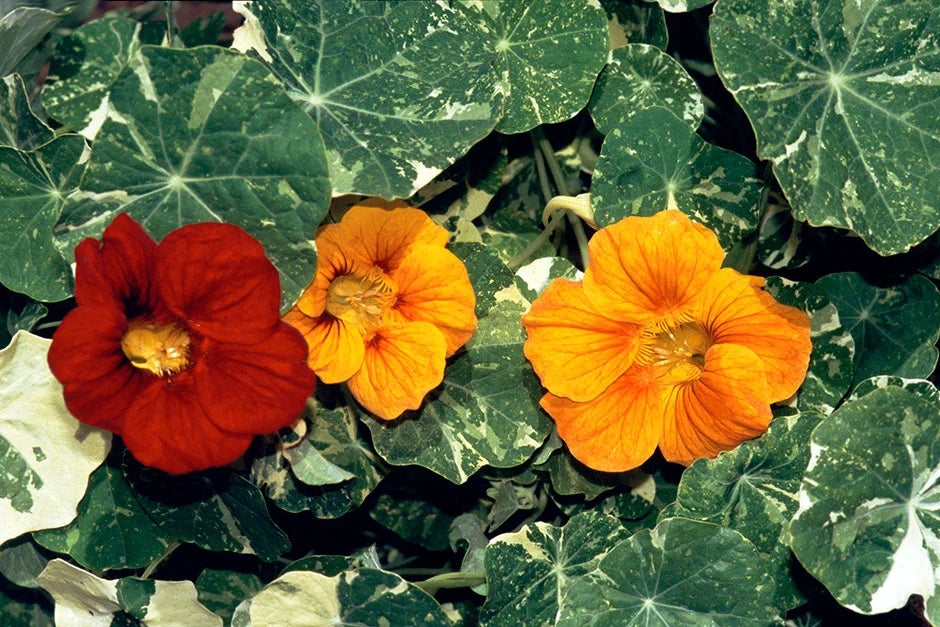 Annual nasturtiums