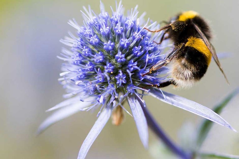 RHS Plants for Pollinators