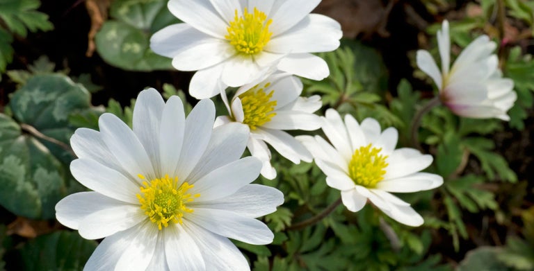 Spring-flowering anemones