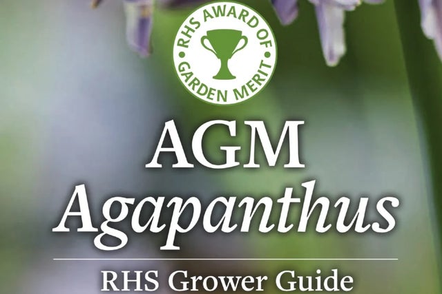 See AGM-winning agapanthus
