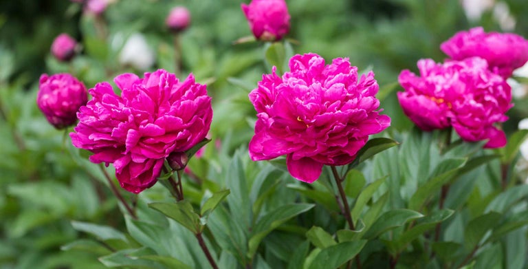 Using award-winning plants