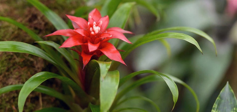 Buy bromeliads from RHSplants.co.uk