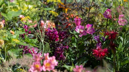 A group of flowers in a garden