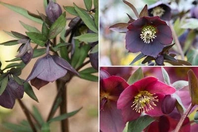 Hellebores Rhs Hellebore (Christmas rose) / RHS Plant Guide