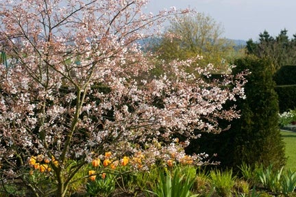 Find trees suitable for smaller gardens