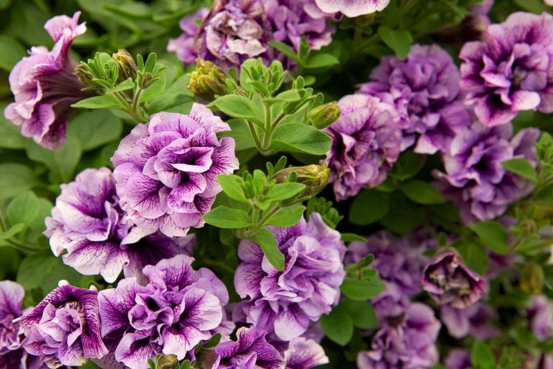 Perfumed petunias
