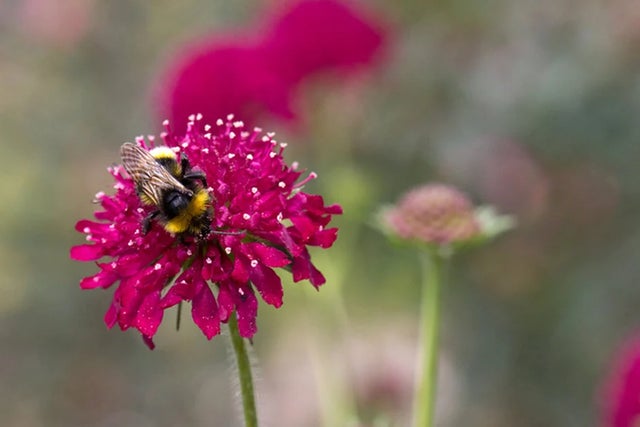RHS Plants for Pollinators