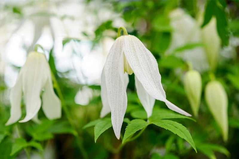 Clematis with a difference