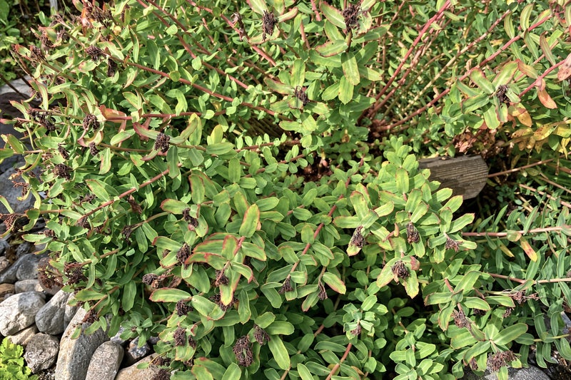 A close up of a plant