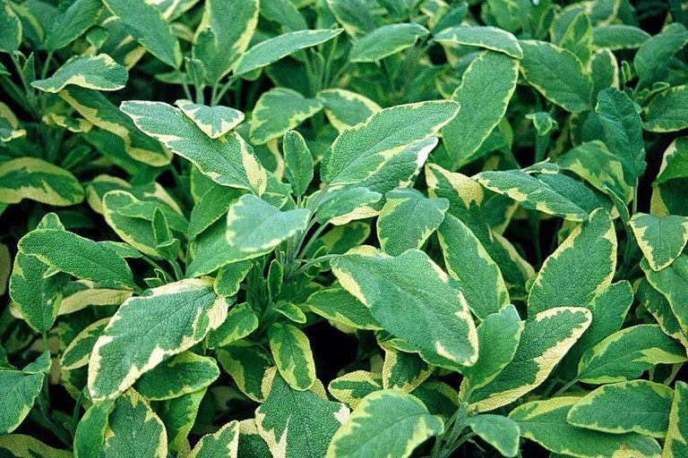 Buy sage at RHSplants.co.uk