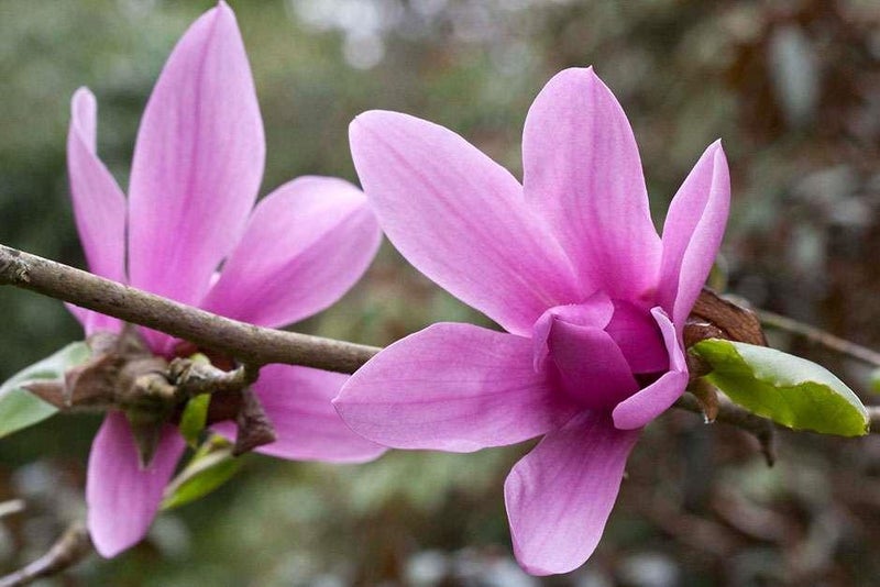 Spring surprise
