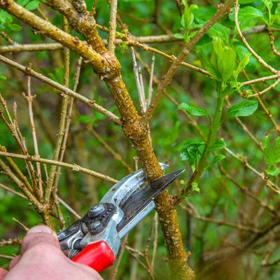 Pruning forsythia