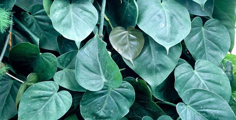 Philodendron