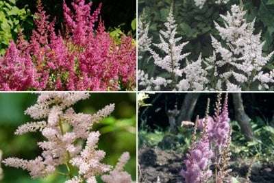 Choosing astilbes: dwarf forms