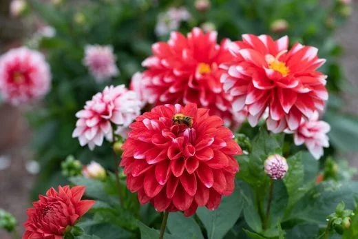 The Tetbury Flower Company
