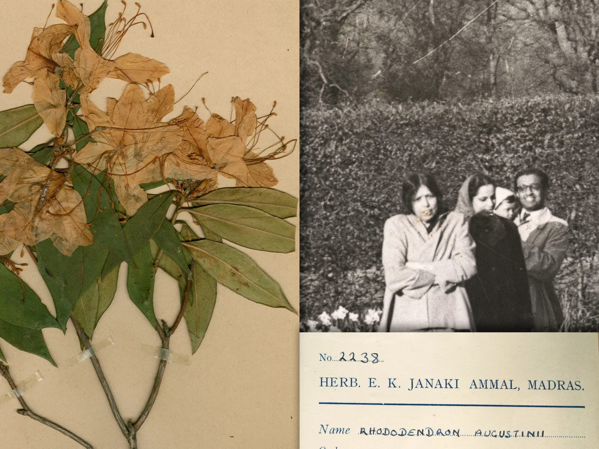 E K Janaki Ammal on RHS Digital Collections