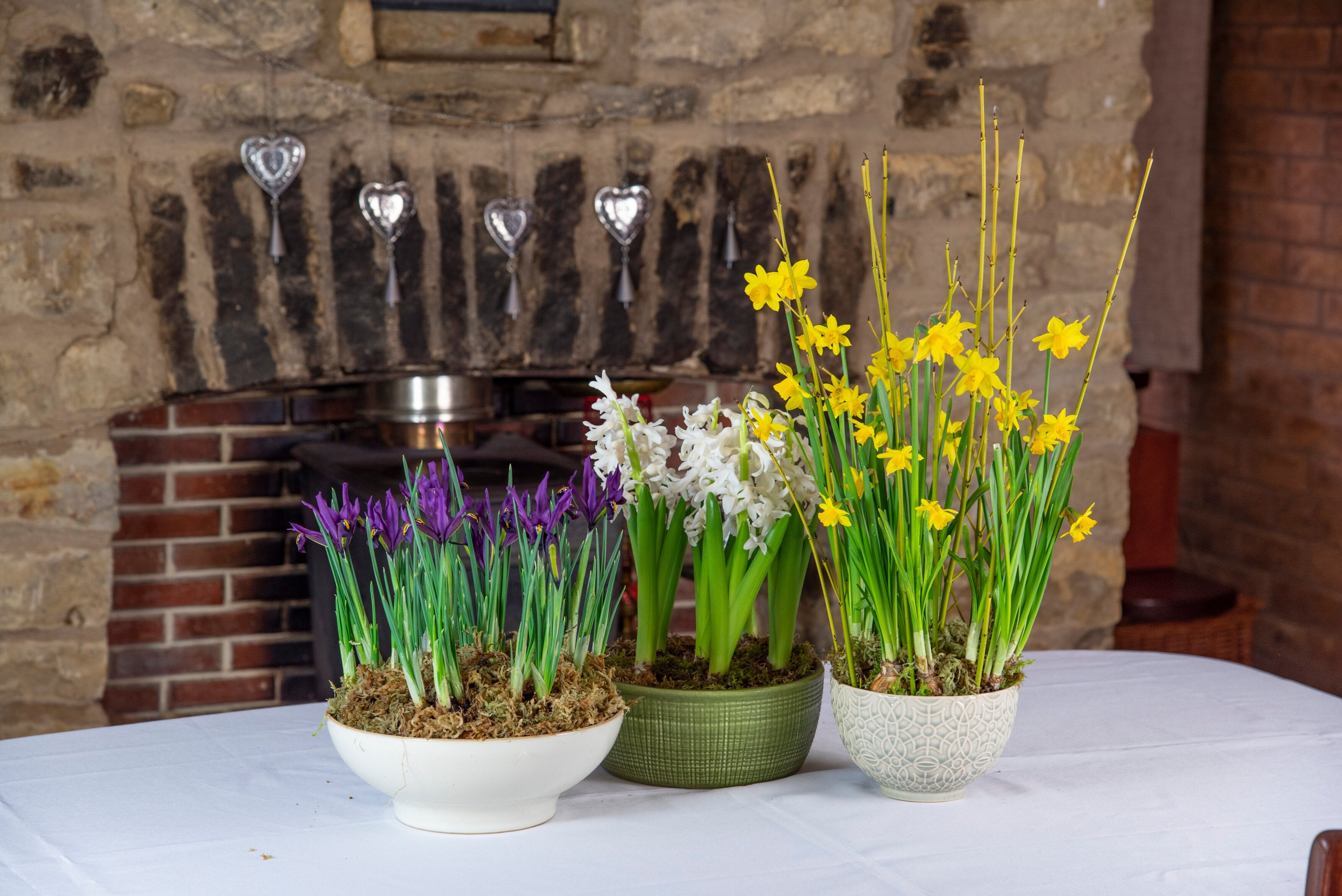 A group of flowers in pots on a table
