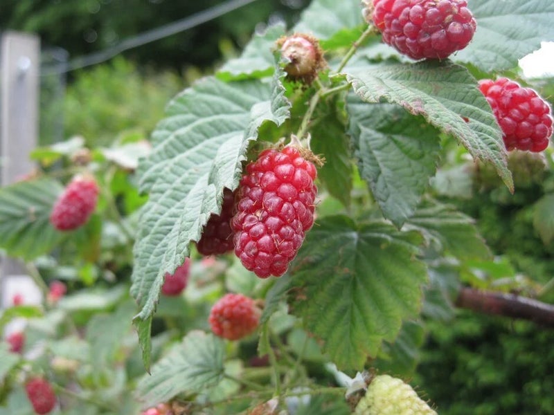 Tayberry