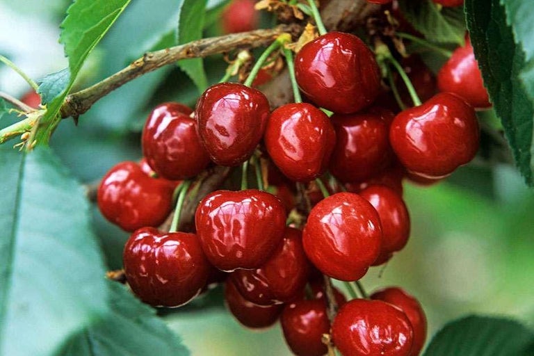 Buy cherries at RHSplants.co.uk