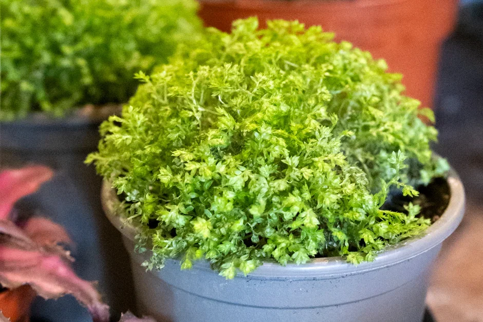 5. Clubmosses (Selaginella)