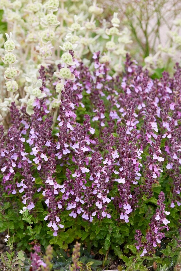 Box Alternatives for Healthy Hedges | RHS Advice