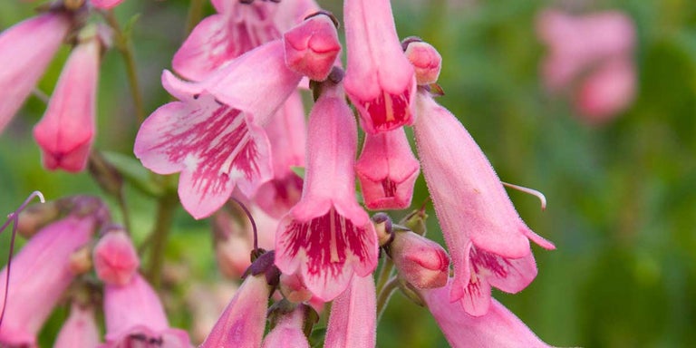 Buy penstemons from RHSplants.co.uk