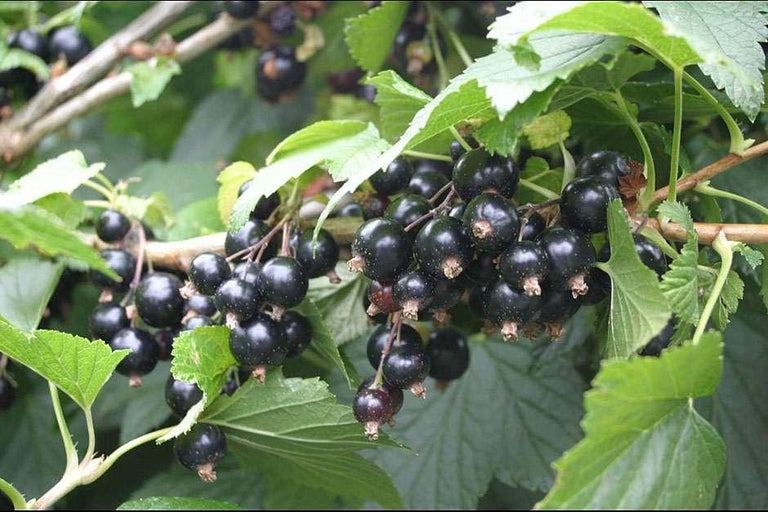 Buy blackcurrants at RHSplants.co.uk