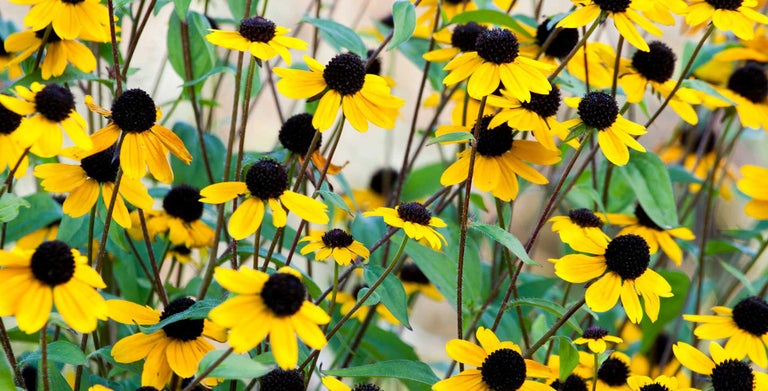 Rudbeckia