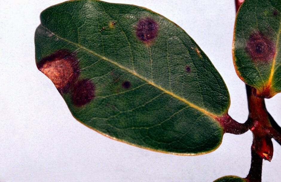 Rhododendron diseases: Symptoms & Control | RHS Advice