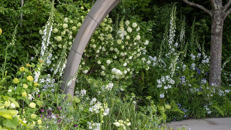 A garden with white flowers