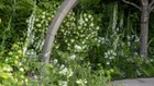 Thumbnail: A garden with white flowers