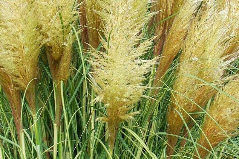 Silver Feather pampas grass