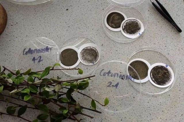 RHS guide to the benefits of hedges