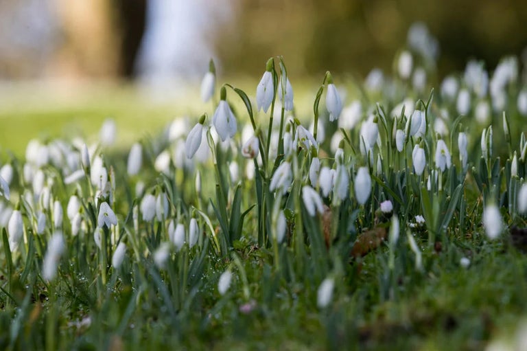 Find events at your local RHS Partner Garden