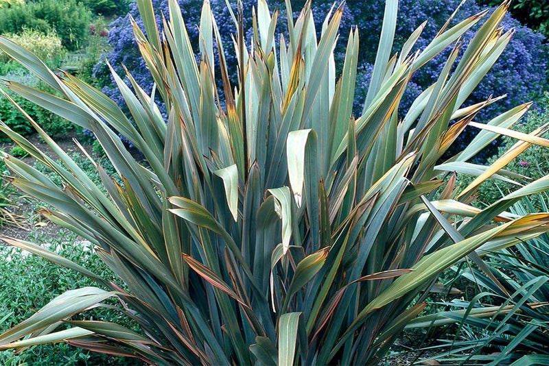 Dramatic foliage