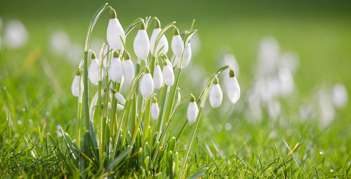 Snowdrops Rhs Snowdrops (Galanthus) / RHS Plant Guide