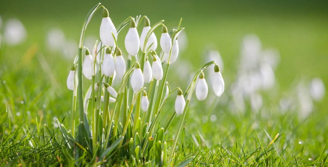 More info on choosing and growing snowdrops