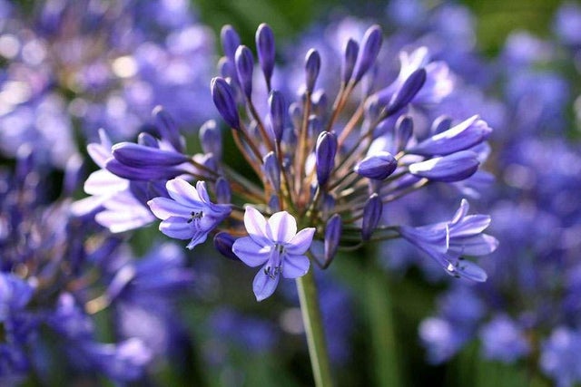 Find agapanthus suppliers