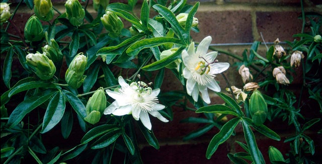 Border passion flowers