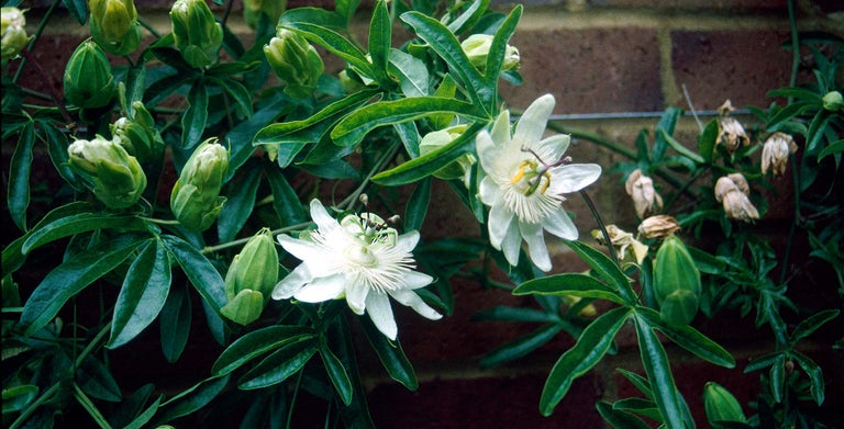 Border passion flowers