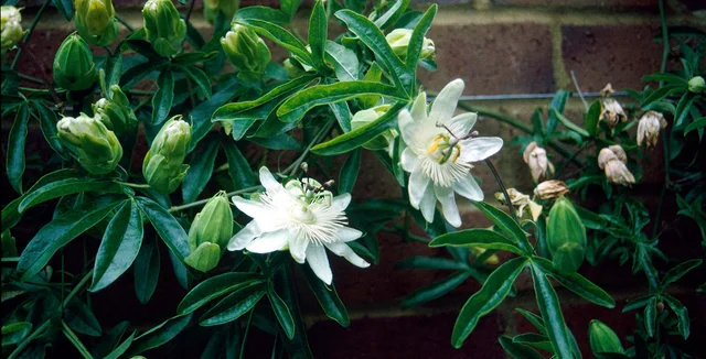 Border passion flowers