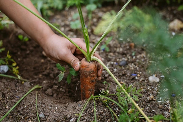 Beginner’s guide to gardening