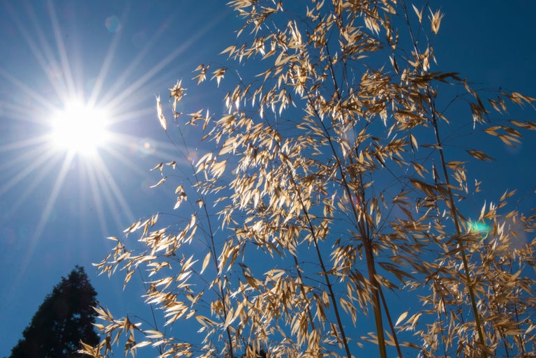 How to reduce your water use during a heatwave